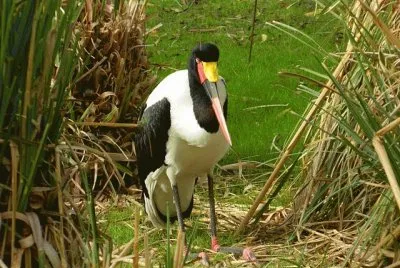 ephippiorhynchus senegalensis