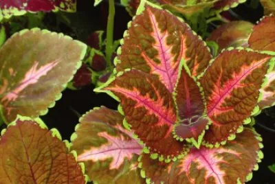 coleus jigsaw puzzle
