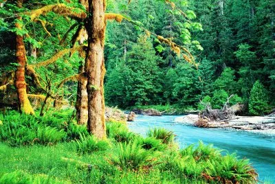 naturaleza jigsaw puzzle