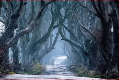 CAMINO ARBOLADO jigsaw puzzle