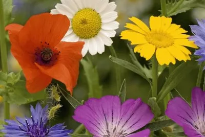 multicolor jigsaw puzzle