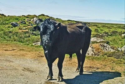 schottland