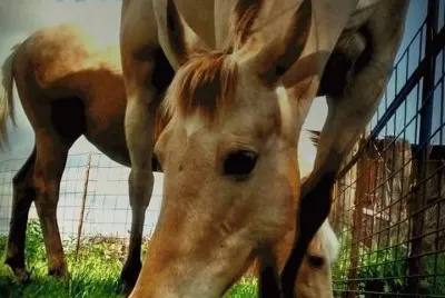 Tater and Heaven owned by Alexus Abbott