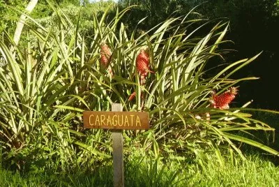 CaraguatÃ¡ en Caraguatay. Misiones. Argentina jigsaw puzzle