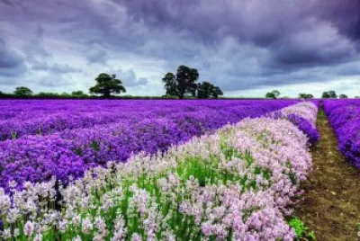 lavanda