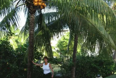 guadeloupe jigsaw puzzle