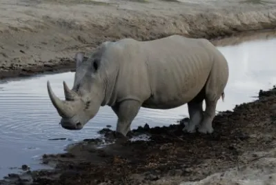 RINOCERONTE
