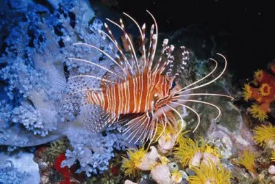 ç…å­é­š