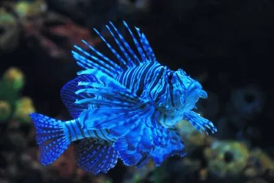 ç…å­é­š