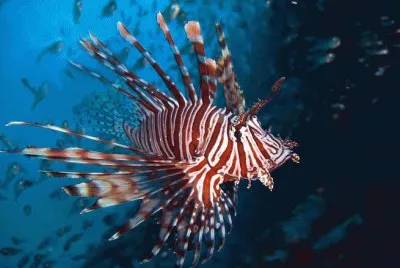 ç…å­é­š