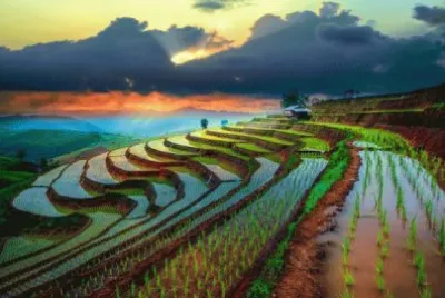 Arrozal en Camboya jigsaw puzzle