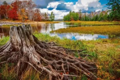 naturaleza jigsaw puzzle