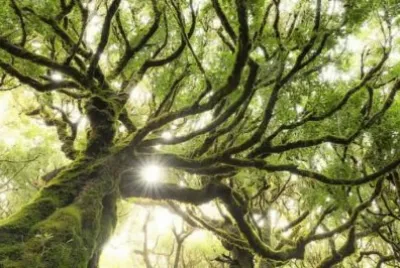 é€å…‰å°æ™¯ jigsaw puzzle