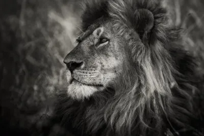 Big Cat