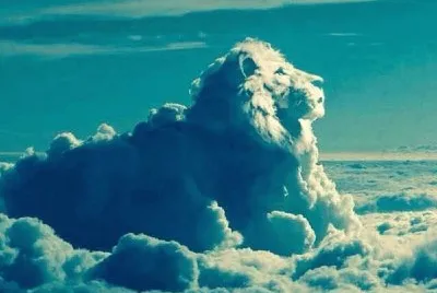 Big cat