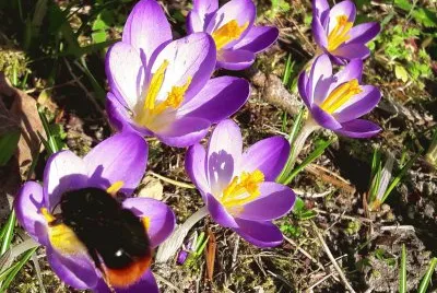 Bourdon sur crocus