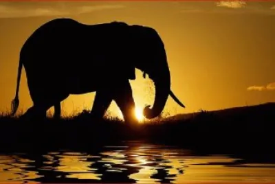 ELEFANTE CHIMUELO