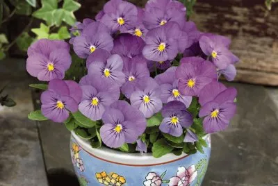 Pretty Dainty Violas