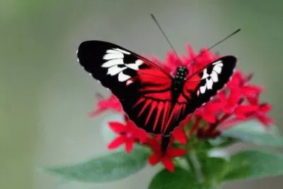 è´è¶ç¿©ç¿©