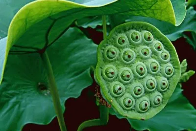 è·æžœè“®è“¬