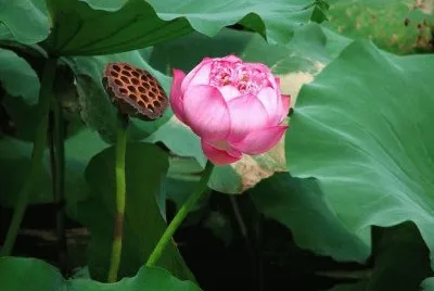 è·æžœè“®è“¬