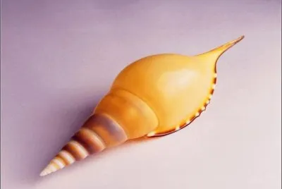 æ¼‚äº®çš„è²æ®¼