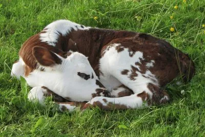 Petit Veau