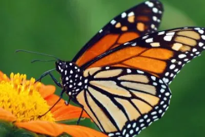 mariposa 1
