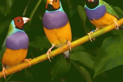 aves