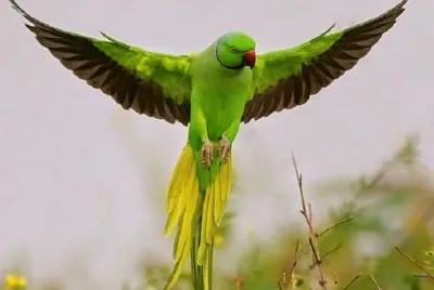 פאזל של aves2