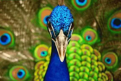 aves3