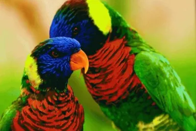 פאזל של aves4