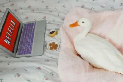 Emplumado relajado