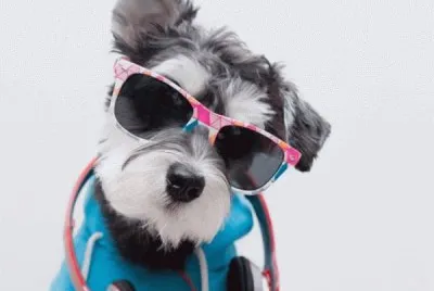 Estilo canino
