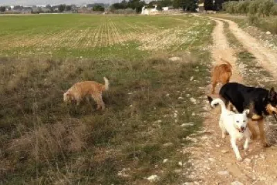 PASEO MATUTINO