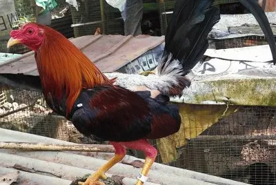 Gallo bello