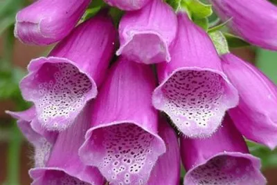 digitalis purpÃºrea