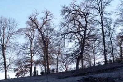 silhouettes jigsaw puzzle