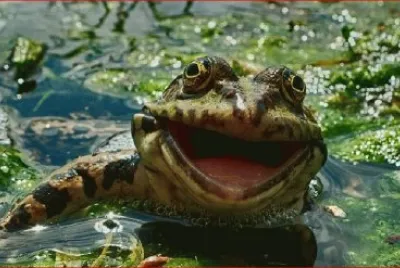 SAPO