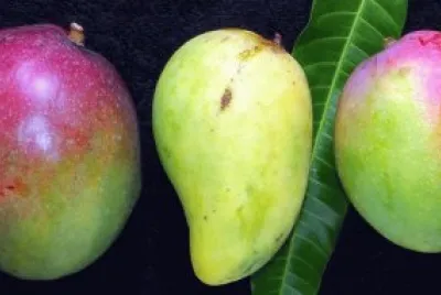 mangos