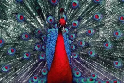 pavo real
