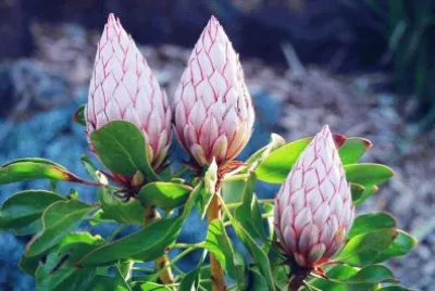 å¸çŽ‹èŠ± jigsaw puzzle