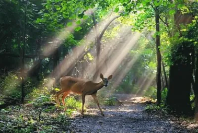 é¹¿ jigsaw puzzle