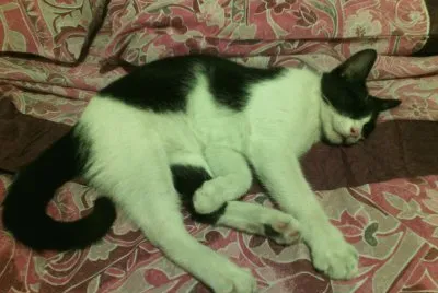 Mi gato...