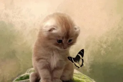 gatinho