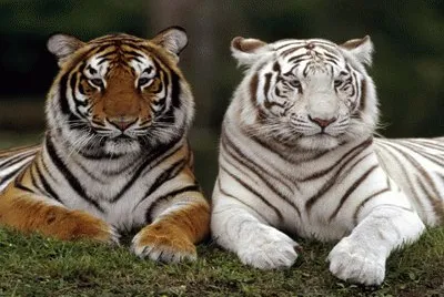 tigres