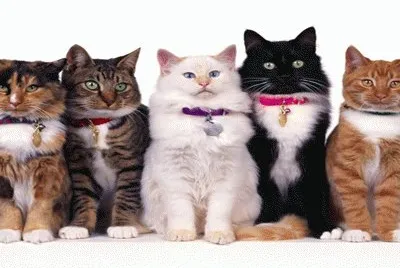 gatos