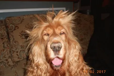 Ma lionne
