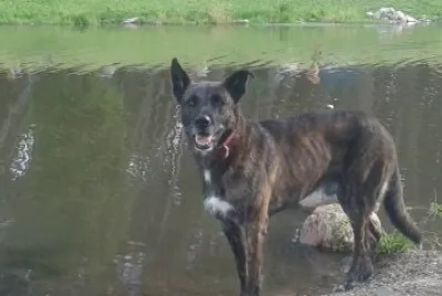 desesperado por el calor. Villa Ventana. Argentina