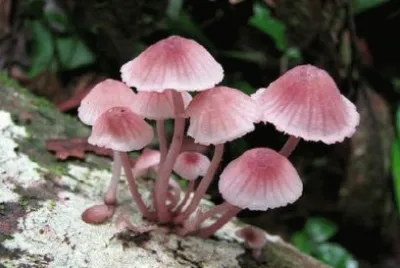 å°è˜‘èŒ